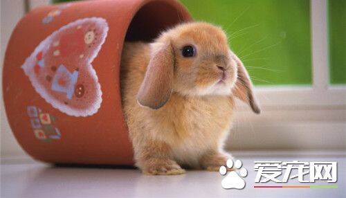 兔子的尾巴有多长 兔子尾巴有5到10厘米长