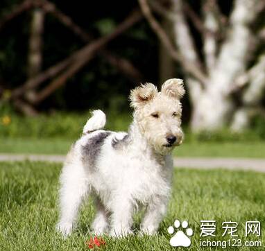 刚毛猎狐梗的性格 该犬对主人十分友好