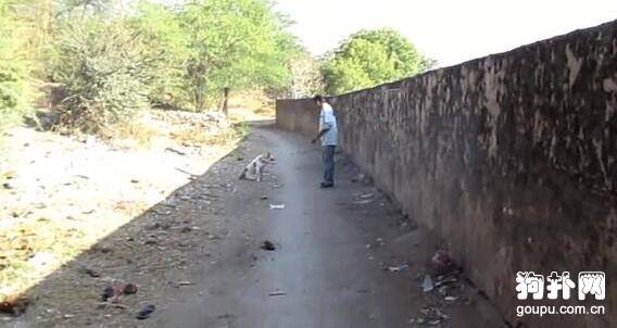 流浪狗被肿瘤折磨得生不如死，义工的出现给了它希望