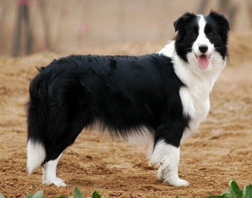 怎么训练边境牧羊犬,边境牧羊犬训练握手怎样教