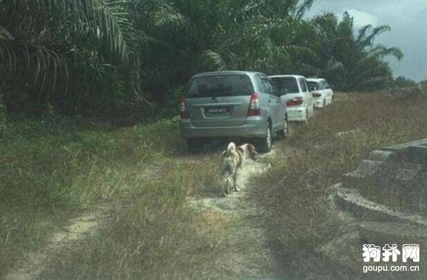 为送主人最后一程，忠犬紧追送葬车队，奔跑数里累倒墓前