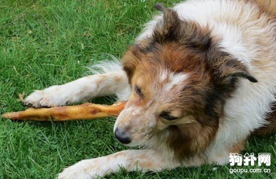 犬急性肾衰竭症状- 狗狗急性肾衰竭原因|诊断|预防及治疗方法