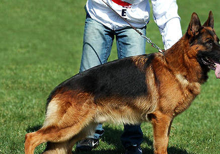 罗威纳犬的训练方法-  中国国内的七种警犬介绍