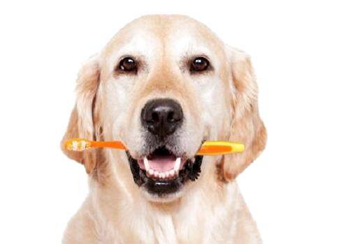 如何正确的帮助狗狗刷牙？