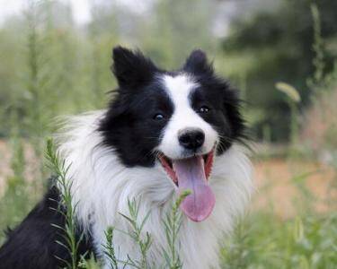 边境牧羊犬的训练方法-  边境牧羊犬飞盘的训练