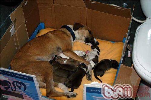 母犬分娩过程全程解析