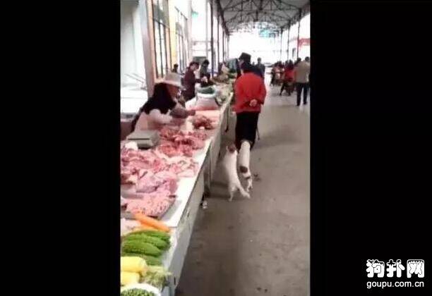 卖猪肉的阿姨给流浪狗丢了一块肉，此后它们每天都来，亏大了！