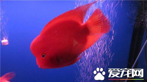 红色的热带鱼有哪些 六种常见的红色热带鱼