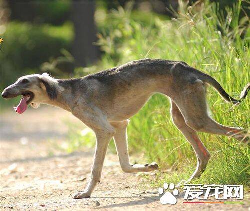 细犬和灵缇哪个贵 灵缇的价格比细犬贵