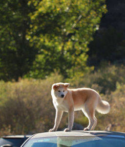 训练秋田犬有哪些方法 秋田犬养护常识