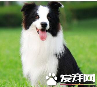 边境牧羊犬怎么喂养 边境牧羊犬吃什么