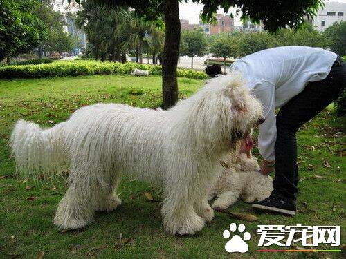 哪里能买到可蒙犬 可蒙犬可在网上购买