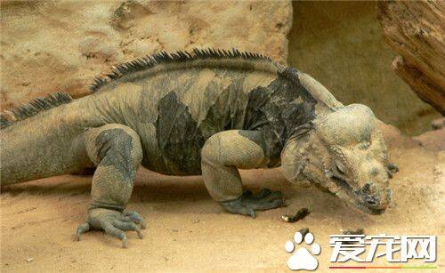 犀牛鬣蜥能长多大 最常见体型都在1米2左右