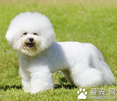 温顺的小型犬 迷你贵宾犬性格温顺