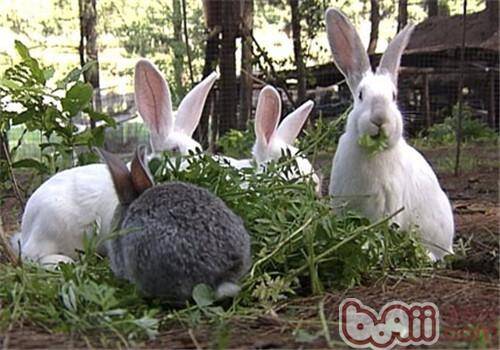 饲养兔子常用的饲料种类