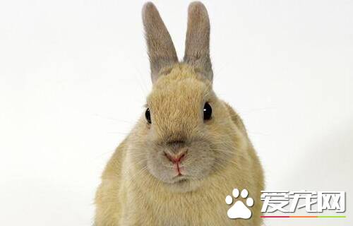 兔子能活几年 一般的兔子五至六年的寿命