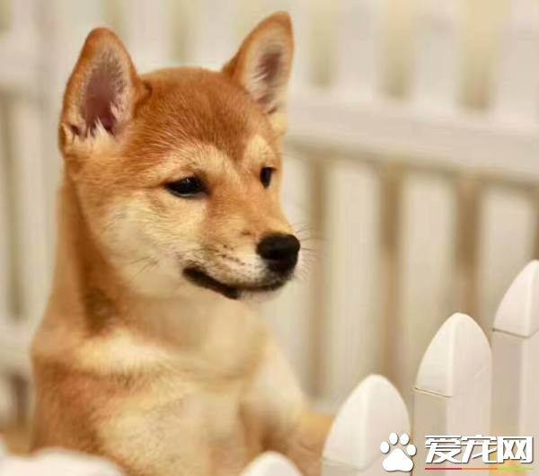 柴犬像狼叫为什么 这是天性它们的祖先是狼