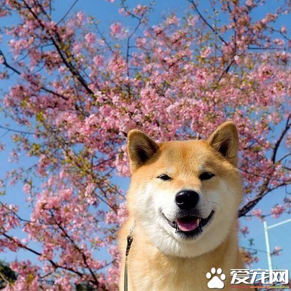 柴犬拉稀怎么办 导致柴犬拉稀的原因