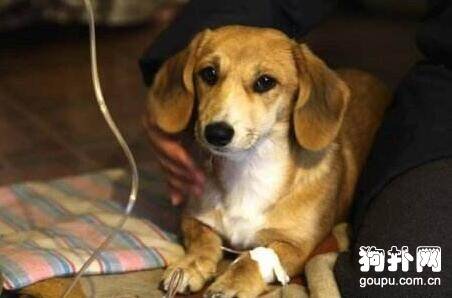 犬蛔虫病症状及防治方法