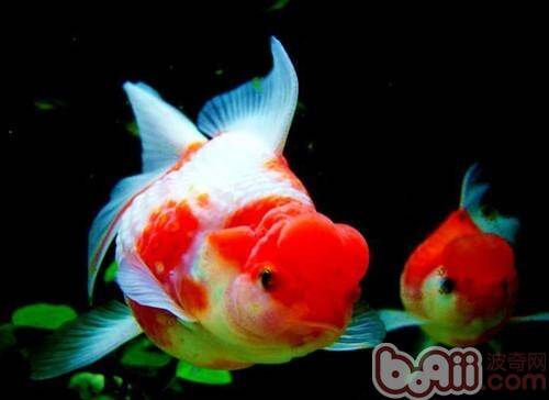 金鱼多变的体色选择