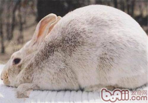 灰栗兔的生活环境布置