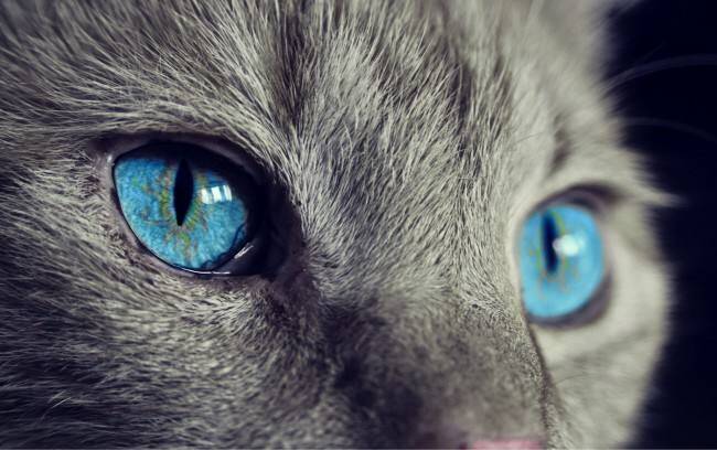 猫的眼睛为什么会发光