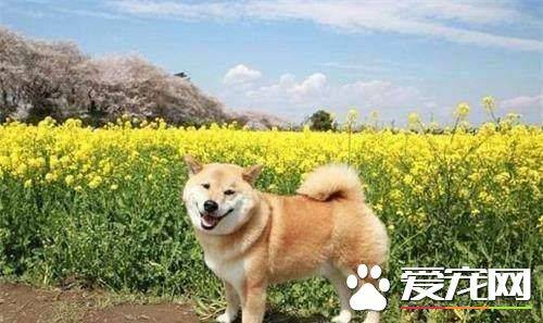 柴犬哪里有卖的 买柴犬哪种途径比较好