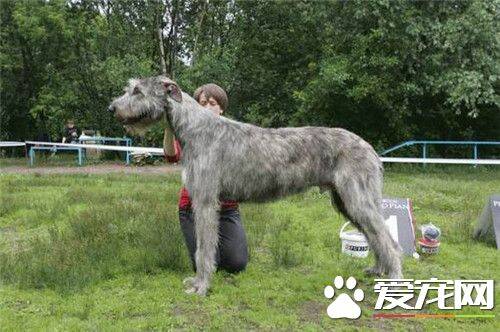 爱尔兰猎狼犬多高 雄性身高在75到90厘米
