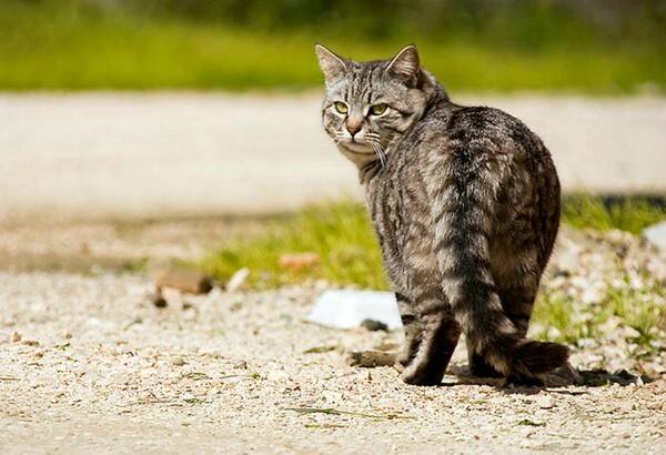 野猫不会用猫砂