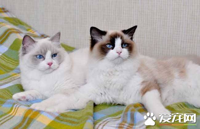 为什么布偶猫不伸爪子 布偶猫原来这么温顺