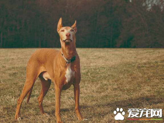 法老王猎犬有什么用 法老王猎犬可以狩猎