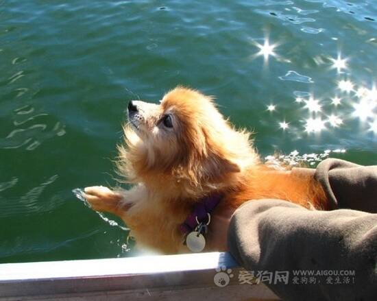 如何训练教狗狗游泳,您知道怎么样教狗狗游泳吗