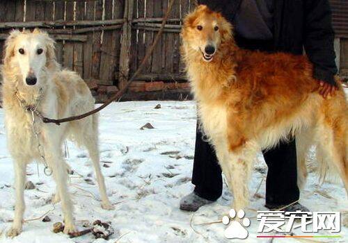 苏俄猎狼犬打猎行吗 苏俄猎狼犬狩猎凶猛