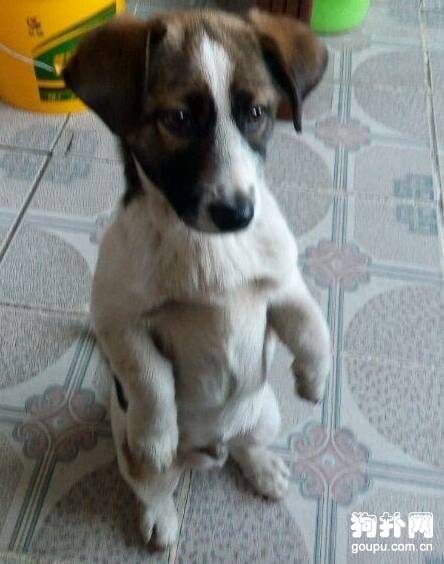 吃宵夜捡回来一只小狗，没想到它会这个技能