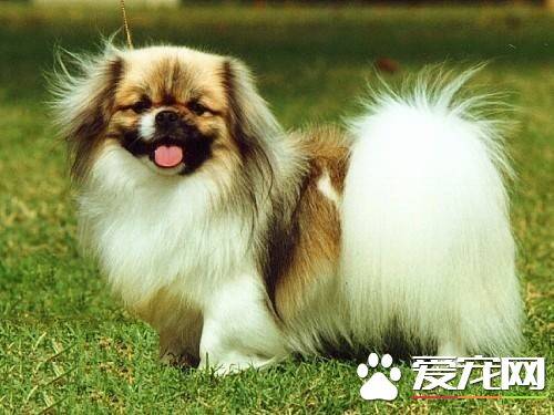西藏猎犬掉毛程度 西藏猎犬掉毛情况不严重
