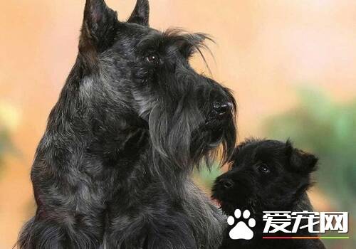 苏格兰牧羊犬腿短 腿前肢直且肌肉发达