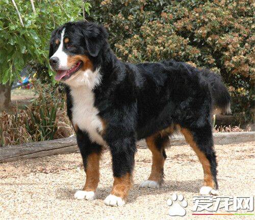 伯恩山犬如何饲养 不要随意添加一些食品或是肉罐