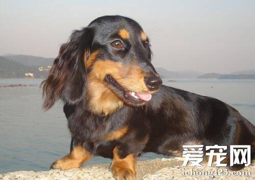 腊肠犬的智商 智商排序是在第49位