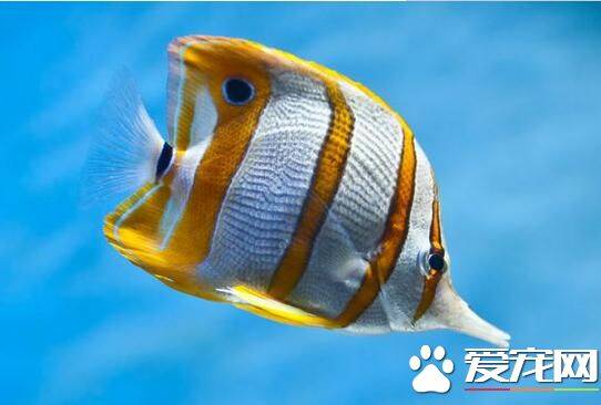 热带鱼的生活习性 多数以动物性饵料为主