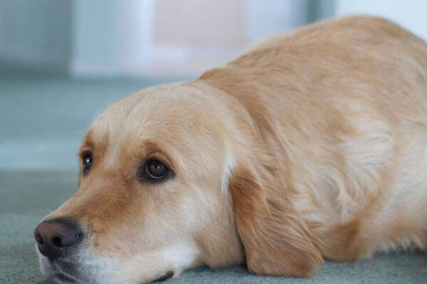 狗狗流眼泪是怎么回事