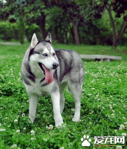 哈士奇多少钱一只幼崽 幼犬怎么看好坏