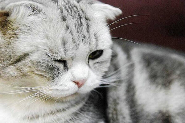猫流眼泪有眼屎为什么
