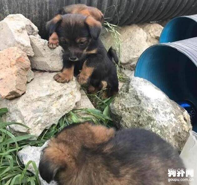 三只小奶狗被好心人收养，离去前发出一个请求，好心酸