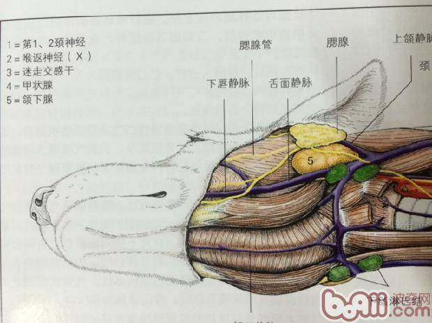 犬舌下囊肿的诊治