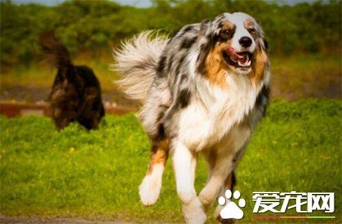 澳洲牧羊犬适合家养吗 可以作为家庭伴侣来养