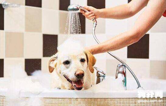 两个技巧教程告诉你，如何给狗狗在自家美容