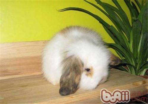 垂耳兔的寿命有多久？