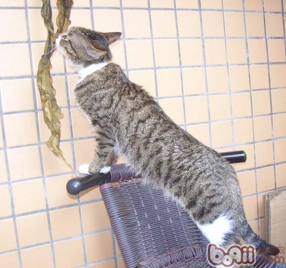 猫咪可不可以吃水果