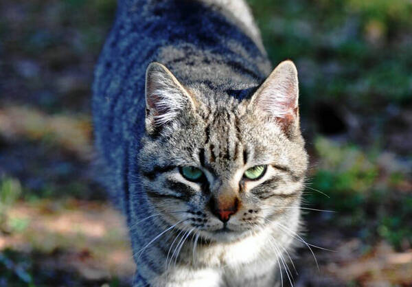 猫吃东西不嚼怎么办