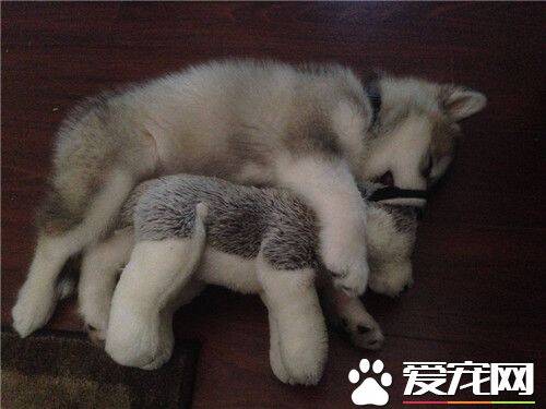 阿拉斯加雪橇犬战斗力 阿拉斯加是大型犬